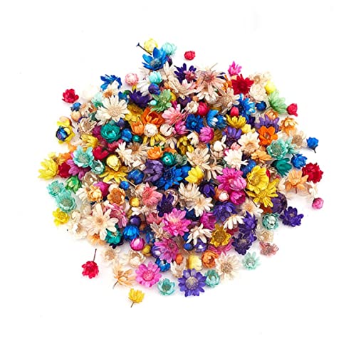 ESCATIC 100/200 Stück echte getrocknete Blumen, gemischte Farben, Mini-Stern-Blumenkopf, DIY, Basteln, Epoxidharz, Kerzenherstellung, Schmuck, Hochzeit, Heimdekoration, Mehrfarbig, 200 Stück von ESCATIC