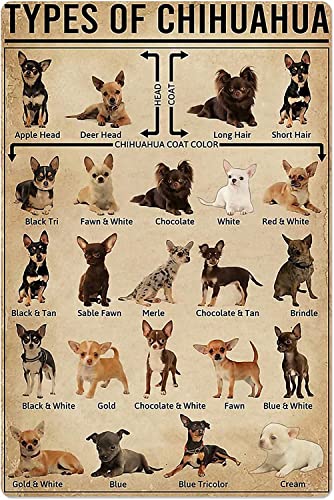 ESETASOT Types Of Chihuahua Metallschilder Chihuahua Wissen Retro Blechposter Chihuahua Rasse Druck Plaketten Home Kennel Pet Shop Wanddekoration 20,3 x 30,5 cm ESETASOT Types Of Chihuahua Metallschilder Chihuahua Wissen Retro Blechposter Chihuahua Rasse Druck Plaketten Home Kennel Pet Shop Wanddekoration 20,3 x 30,5 cm von ESETASOT