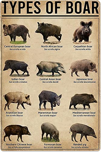 ESETASOT Vintage Home Hanging Decor Types Of Boar Metal Tin Signs Boar Science Wnowledge Plaque School Club Office Wall Decoration 20,3 x 30,5 cm ESETASOT Vintage Home Hanging Decor Types Of Boar Metal Tin Signs Boar Science Wnowledge Plaque School Club Office Wall Decoration 20,3 x 30,5 cm von ESETASOT