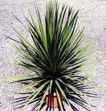 ESP-Handel - Cordyline australis - Keulenlilie - 10 Samen von ESP-Handel