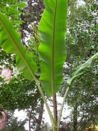 ESP-Handel - Musa cheesmanii - Nepal-Banane - 10 Samen ESP-Handel - Musa cheesmanii - Nepal-Banane - 10 Samen von ESP-Handel