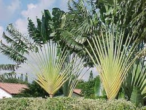 ESP-Handel - Ravenala madagascariensis - Baum des Reisenden - 10 Samen ESP-Handel - Ravenala madagascariensis - Baum des Reisenden - 10 Samen von ESP-Handel