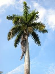 ESP-Handel - Roystonea regia - Kubanische Königspalme - 10 Samen ESP-Handel - Roystonea regia - Kubanische Königspalme - 10 Samen von ESP-Handel