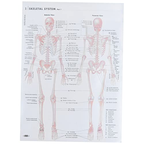 ETHZZLE Menschliche Dissektion -poster Skelettmuskeldiagramm Wissenschaftlich Für Schule Labor Bild Malerei-lehre Klassenzimmer von ETHZZLE