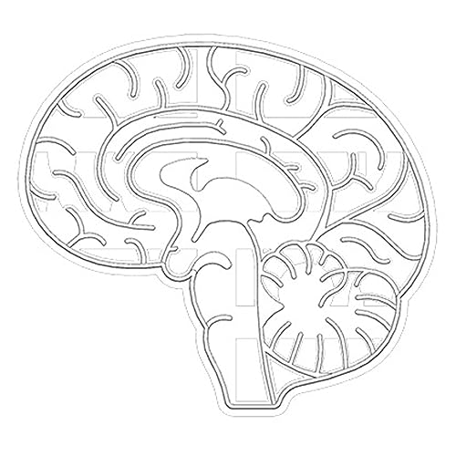 EUBEISAQI Gehirnform | Neuartige Keksausstecher mit Herz und Hirn | Anatomie-Ausstechform, Keksform, lustige Küchenhelfer für, Teig, Donuts von EUBEISAQI