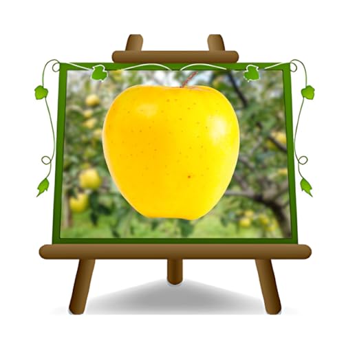 Apfelbaum Äpfel Früchte - Golden B - Obstpflanzen antik auf Blumentopf einer Vase von 20 - Baum max 170 cm – 2 Jahre Anbau Italien von EURO PLANTS VIVAI