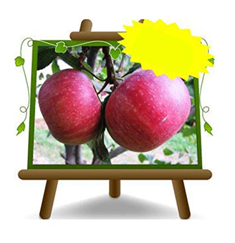 Apfelbaum Annurca - Obstpflanze alte Frucht auf Blumentopf 26 Baum max 200 cm – 4 Jahre Anbau Italien von EURO PLANTS VIVAI