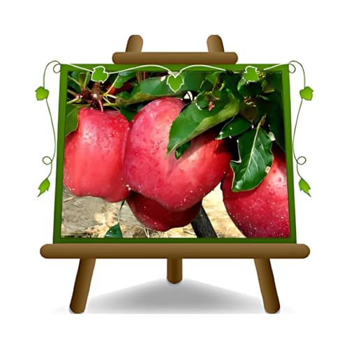 Apfelbaum Red Chief - Obstpflanze alte Frucht auf Blumentopf 26 Baum max 200 cm – 4 Jahre Anbau Italien von EURO PLANTS VIVAI