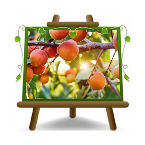 Aprikose Pisana Tardiva - Obstpflanze auf Blumentopf 26 - Baum max 200 cm – 4 Jahre Anbau Italien von EURO PLANTS VIVAI