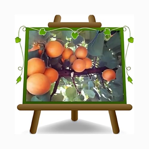 Aprikosennahrung des Paradieses Selbstfruchtbar Uralte Frucht Obstbäume Höhe: 180~200 cm Alter: 4 Jahre Vase: Durchmesser 26 cm Aprikosennahrung des Paradieses Selbstfruchtbar Uralte Frucht Obstbäume Höhe: 180~200 cm Alter: 4 Jahre Vase: Durchmesser 26 cm von EURO PLANTS VIVAI