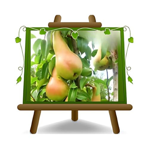 Birnbaum Abt Fetel - Obstpflanze alte Frucht auf Blumentopf 20 Baum max 170 cm – 2 Jahre Anbau Italien von EURO PLANTS VIVAI