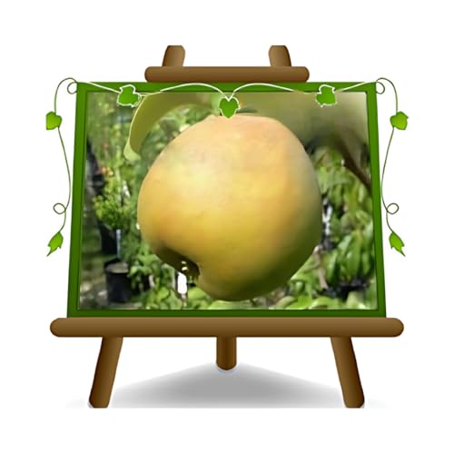 Birnbaum Birne Passa Crassana - Obstpflanzen antik auf Blumentopf einer Vase von 26 - Baum max 200 cm – 4 Jahre Anbau Italien von EURO PLANTS VIVAI
