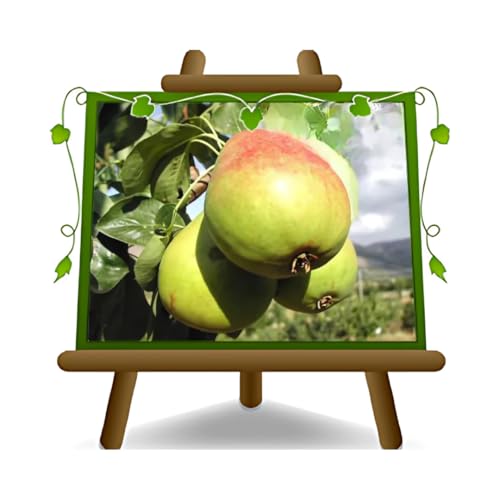 Birnbaum Birne Santa Maria - Obstpflanzen antik auf Blumentopf einer Vase von 26 - Baum max 200 cm – 4 Jahre Anbau Italien Birnbaum Birne Santa Maria - Obstpflanzen antik auf Blumentopf einer Vase von 26 - Baum max 200 cm – 4 Jahre Anbau Italien von EURO PLANTS VIVAI