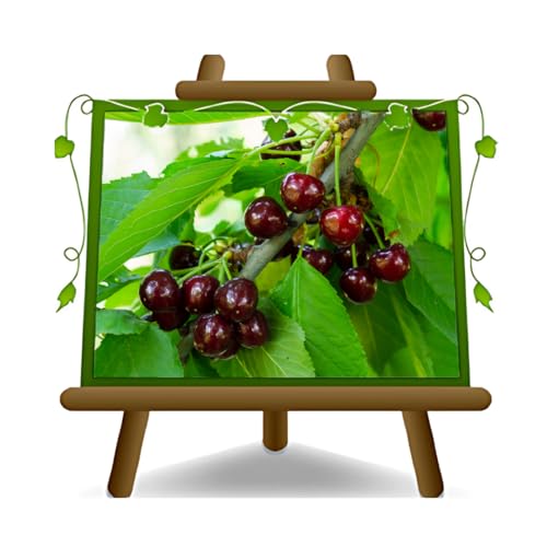 Ciriegio Dolce Regina Obstpflanze auf Topf 26 - Baum max. 200 cm -4 Jahre von EURO PLANTS VIVAI