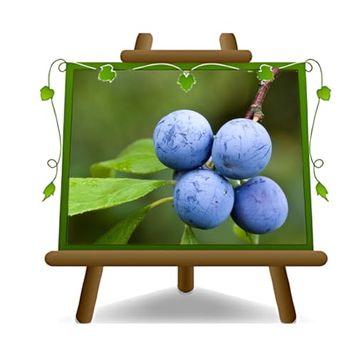 Dornener Prunus oder dorniger Pflaumenbaum, Obstpflanze im 15x15 cm Topf, Höhe 80-100 cm von EURO PLANTS VIVAI