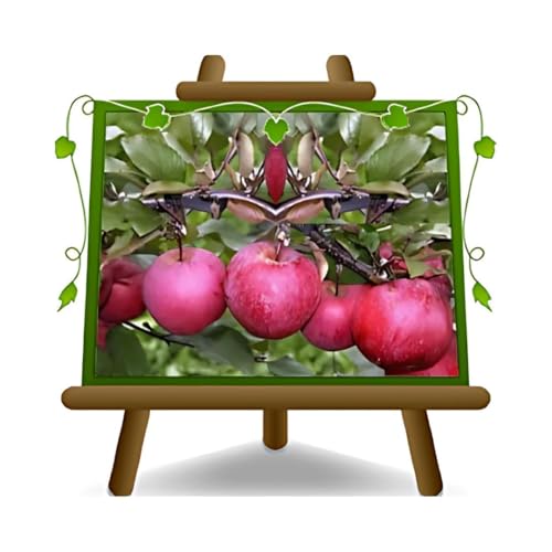 EURO PLANTS VIVAI Apfelbäume mit rotem Fruchtfleisch Uralte Frucht Schorfbeständig Obstbäume Höhe: 170~200 cm Alter: 4 Jahre Vase: Durchmesser 26 cm von EURO PLANTS VIVAI