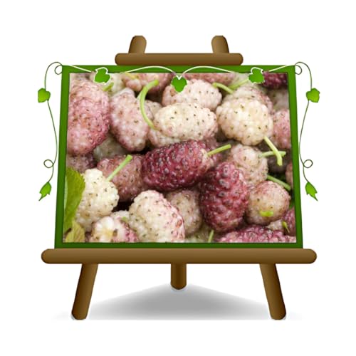 EURO PLANTS VIVAI Blut und Milch Maulbeere Obstbäume Höhe: 90~100 cm Alter: 2 Jahre Vase: Durchmesser 20 cm von EURO PLANTS VIVAI