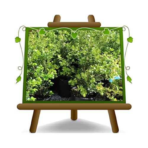 EURO PLANTS VIVAI Buchsbaum Buxus Pumila niedrige Heckenpflanze - auf Topf 11 x 11 cm. - Höhe 30-40 cm EURO PLANTS VIVAI Buchsbaum Buxus Pumila niedrige Heckenpflanze - auf Topf 11 x 11 cm. - Höhe 30-40 cm von EURO PLANTS VIVAI