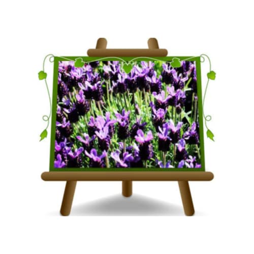 EURO PLANTS VIVAI Lavendel 1 Bj Pflanzen Zierpflanzen - Auf Vase Ab 14 CM - Höhe 20 1 Bj von EURO PLANTS VIVAI
