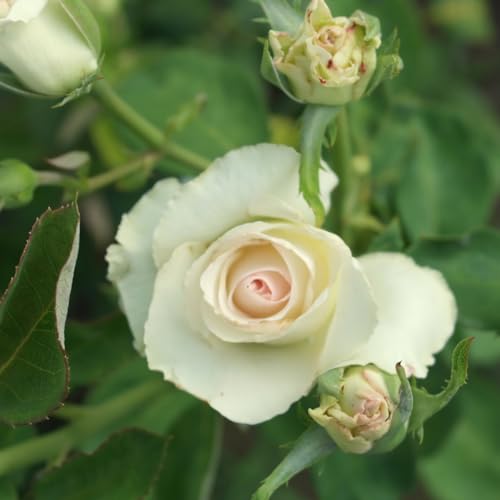 EURO PLANTS VIVAI Rose im Busch, große Blumen, Farbe schneeweiß, auf Topf: ø 18 × 18 cm / Topf Ø 20 von EURO PLANTS VIVAI