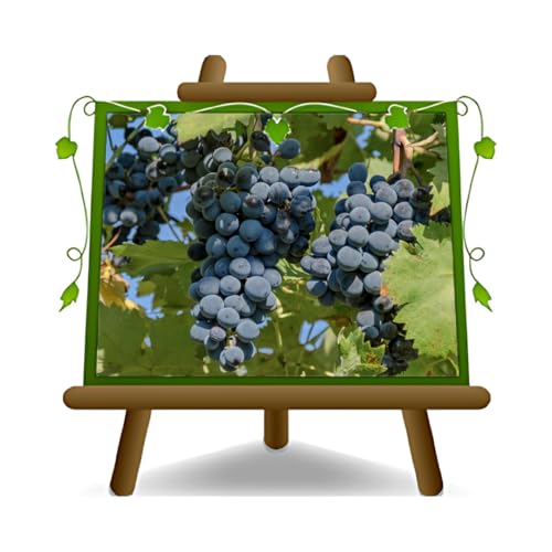 Tafeltraube Schwarze Erdbeere Selbstfruchtbare Pflanze Uralte Frucht Höhe: 150~170 cm Alter: 2 Jahre Vase: Durchmesser 20 cm von EURO PLANTS VIVAI