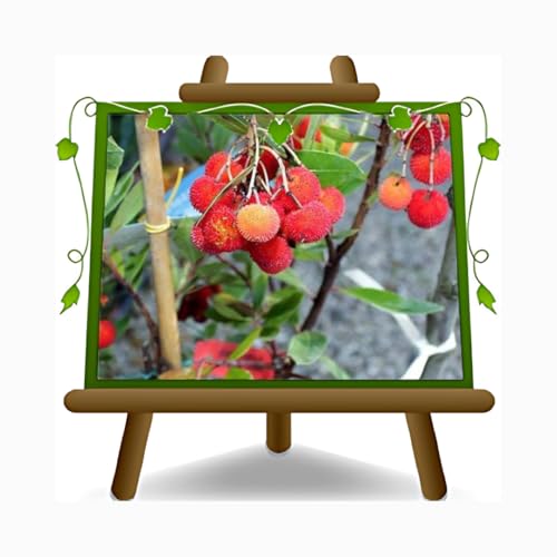 Erdbeerbaum Arbutus Unedo - Busch - Obstpflanzen antik - Baum max 120 cm - 2 Jahre Anbau Italien von EURO PLANTS VIVAI
