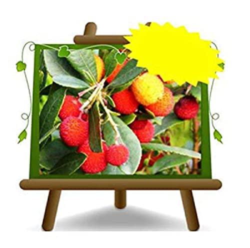 Erdbeerbaum Arbutus Unedo - Marine Kirsche - Busch - Obstpflanze auf Blumentopf 26 - Baum max 100 cm – 4 Jahre Anbau Italien von EURO PLANTS VIVAI