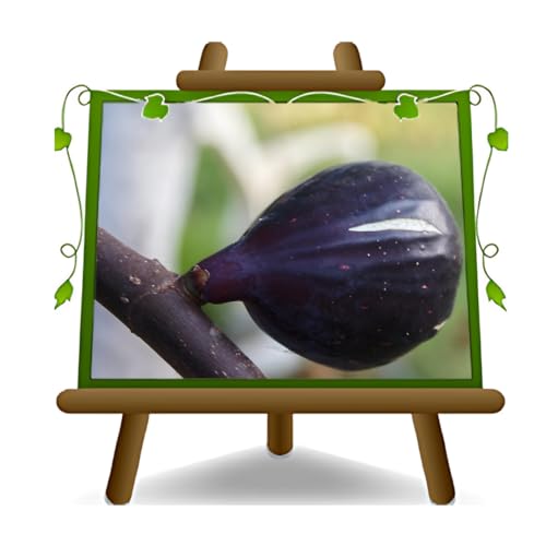 Feige Colummaro schwarz –- Obstpflanzen antik auf Blumentopf 20 - Baum max 170 cm – 2 Jahre Anbau Italien von EURO PLANTS VIVAI