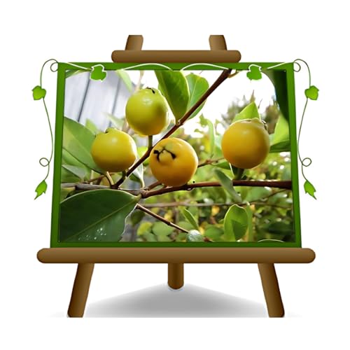 Gelbe Guave Lueidum - Obstpflanze alte Frucht auf Blumentopf 20 Baum max 120 cm - 2 Jahre Anbau Italien Gelbe Guave Lueidum - Obstpflanze alte Frucht auf Blumentopf 20 Baum max 120 cm - 2 Jahre Anbau Italien von EURO PLANTS VIVAI