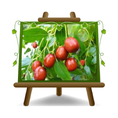 Giuggiolo Giuggiole Chinesisch - Obstpflanze antik auf Blumentopf 26 - Baum max 160 cm – Anbau Italien von EURO PLANTS VIVAI