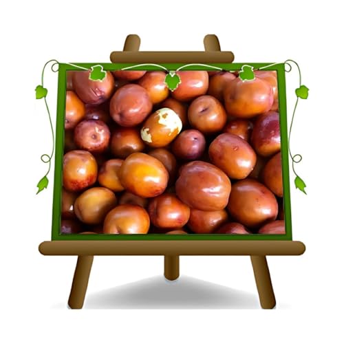 Giuggiolo Nostrano Giuggiole – Antike Obstpflanze auf Topf mit 26 cm, Höhe 100 – 120 cm von EURO PLANTS VIVAI