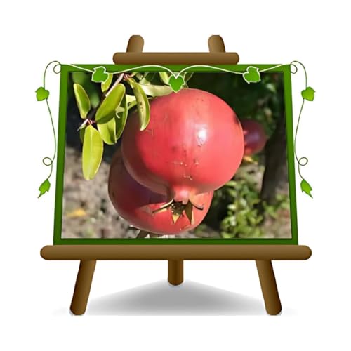 Granatapfel 116/17 - Obstpflanze auf Blumentopf 20 - Baum max 170 cm – 2 Jahre Anbau Italien von EURO PLANTS VIVAI