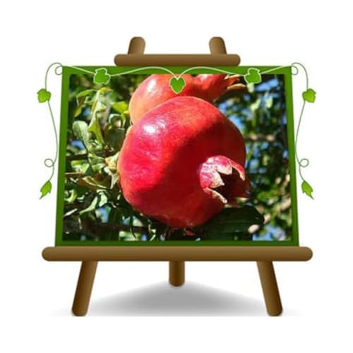 Granatapfel mit roten Früchten Soft Seed 1 - Höhe: 160~170 cm. Alter: 4 Jahre Topf: 26 cm. von EURO PLANTS VIVAI