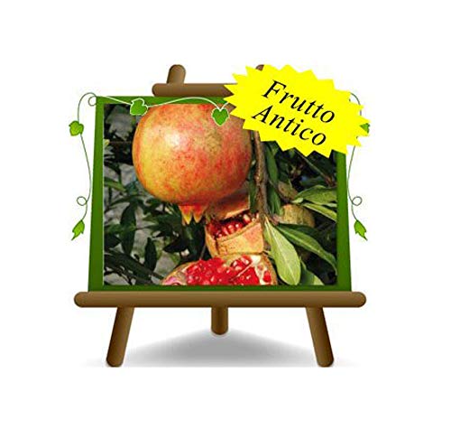Granatapfel Mollar Busch - Obstpflanze auf Blumentopf 26 - Baum max 160 cm – 4 Jahre Anbau Italien Granatapfel Mollar Busch - Obstpflanze auf Blumentopf 26 - Baum max 160 cm – 4 Jahre Anbau Italien von EURO PLANTS VIVAI