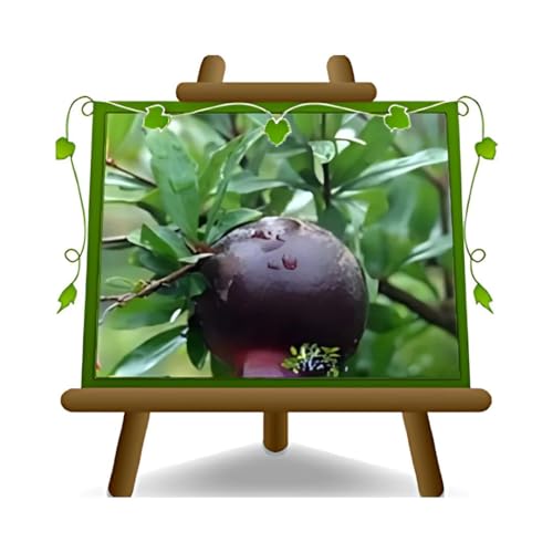 Granatapfel schwarze Früchte – Obstpflanzen auf Blumentopf einer Vase von 20 - Baum max 150 cm – 2 Jahre Anbau Italien von EURO PLANTS VIVAI