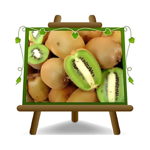 Kiwi Actinidia männlicher Bestäuber Vielfalt Tomuri auf Blumentopf 20-150-170 cm - Anbau Italien von EURO PLANTS VIVAI