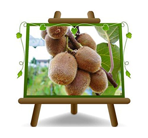 Kiwi-Baum Kiwi Jenny selbstfruchtbaren auf Blumentopf 20 Obstbaum 170 cm - 2 Jahre Anbau Italien von EURO PLANTS VIVAI