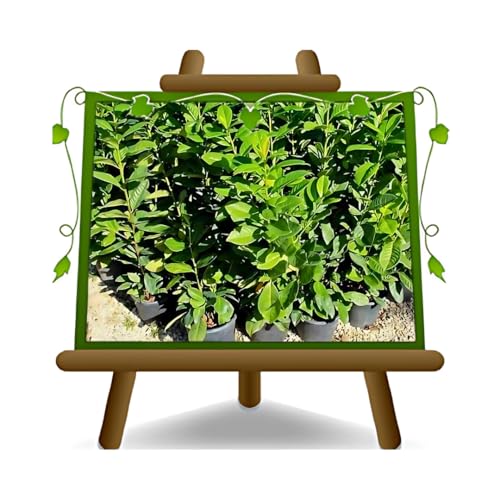 Lorbeerpflanze Lorbeer - Heckenpflanze auf Blumentopf 18 - maximale Größe 100 cm von EURO PLANTS VIVAI