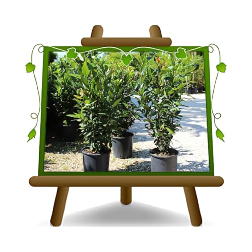 Lorbeerpflanze Nobilis Lorbeer - Heckenpflanze auf Blumentopf 18 - maximale Größe 110 cm von EURO PLANTS VIVAI