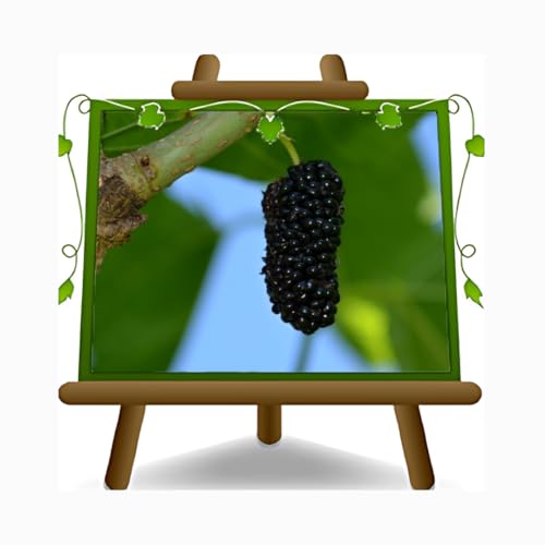 Maulbeerkönigin Schwarz - Obstpflanze alte Frucht auf Blumentopf 20 Baum max 170 cm – 2 Jahre Anbau Italien Maulbeerkönigin Schwarz - Obstpflanze alte Frucht auf Blumentopf 20 Baum max 170 cm – 2 Jahre Anbau Italien von EURO PLANTS VIVAI