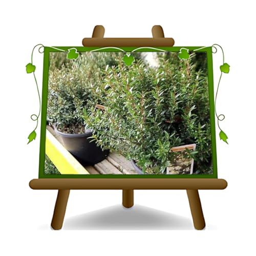 Mirto - Myrtus Communis Ornamentpflanzen - auf Topf 18/20 cm - Höhe 100-110 cm von EURO PLANTS VIVAI