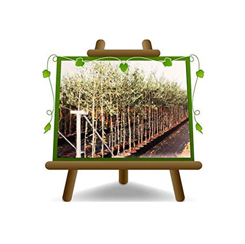 Oliven Olivier Leccino - Obstpflanze auf Blumentopf 35 Kofferraum vom 16 Baum Höhe max 200-7 Jahre Anbau Italien von EURO PLANTS VIVAI