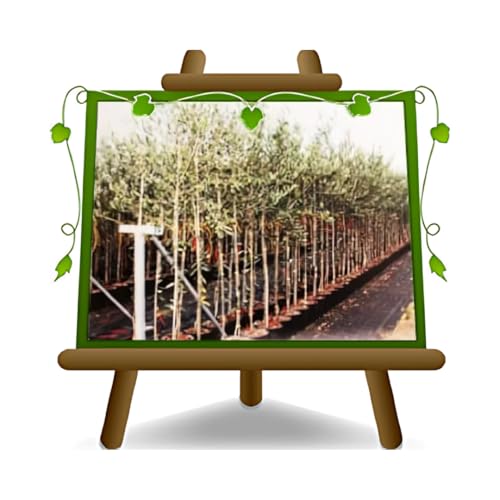 Oliven Olivier Leccino - Obstpflanze auf Blumentopf 35 Kofferraum vom 16 Baum Höhe max 200 - 7 Jahre Anbau Italien von EURO PLANTS VIVAI