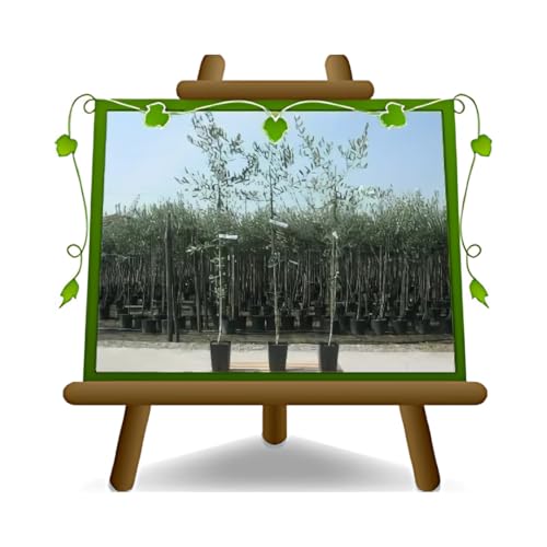 Olivier Olivenbaum Oliven Frantoio - Obstpflanze Baum max 160-3 Jahre Anbau Italien von EURO PLANTS VIVAI