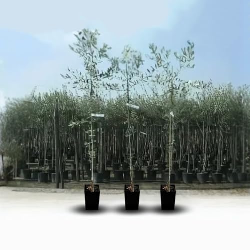 Olivier Olivenbaum Oliven Frantoio - Obstpflanze auf Blumentopf 20 Baum Höhe max 150-2 Jahre Anbau Italien Olivier Olivenbaum Oliven Frantoio - Obstpflanze auf Blumentopf 20 Baum Höhe max 150-2 Jahre Anbau Italien von EURO PLANTS VIVAI