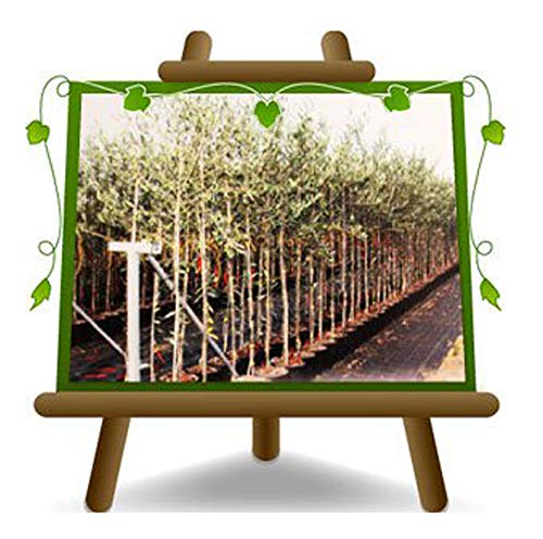 Olivier Olivenbaum Oliven Itrana - Obstpflanze Baum max 160-3 Jahre Anbau Italien von EURO PLANTS VIVAI