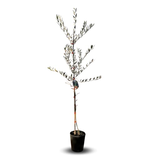 Olivier Olivenbaum Oliven Itrana - Obstpflanze auf Blumentopf 20 Baum Höhe max 150-2 Jahre Anbau Italien von EURO PLANTS VIVAI