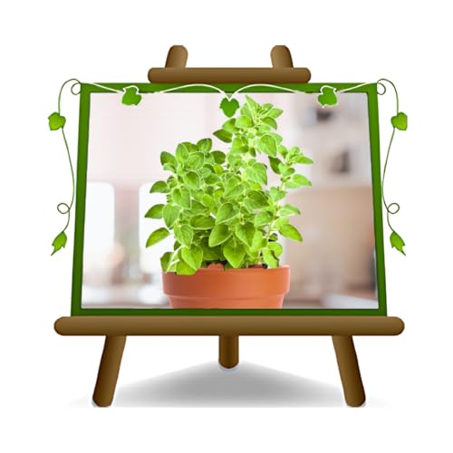 Origanum Vulgare - gewöhnlicher Oregano - aromatische Pflanze auf Topf 14 von EURO PLANTS VIVAI