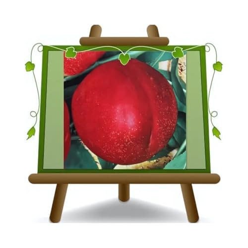 Pfirsiche Nektarinen mit weißem Fruchtfleisch Caldesi 2000 - Obstpflanze auf Blumentopf 26 Baum - max 200 cm - 4 Jahre Anbau Italien von EURO PLANTS VIVAI