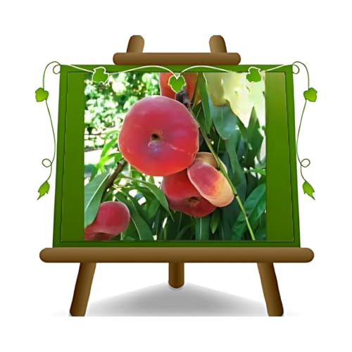 Pfirsiche Platicarpa Weißes Fruchtfleisch var Stark Saturn - Obstpflanze alte Frucht auf Blumentopf 20 - Baum max 170 cm - 2 Jahre Anbau Italien von EURO PLANTS VIVAI